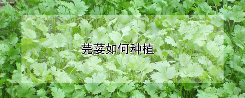 芫荽如何种植