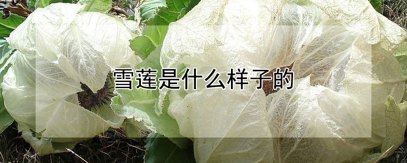 雪莲是什么样子的