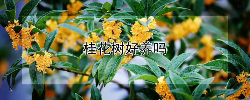 桂花树好养吗