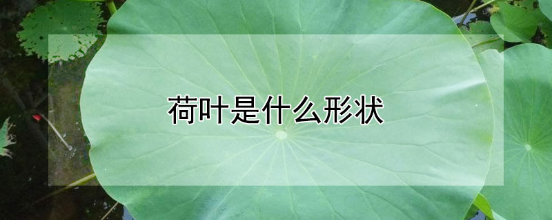 荷叶是什么形状