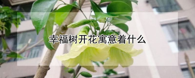 幸福树开花寓意着什么