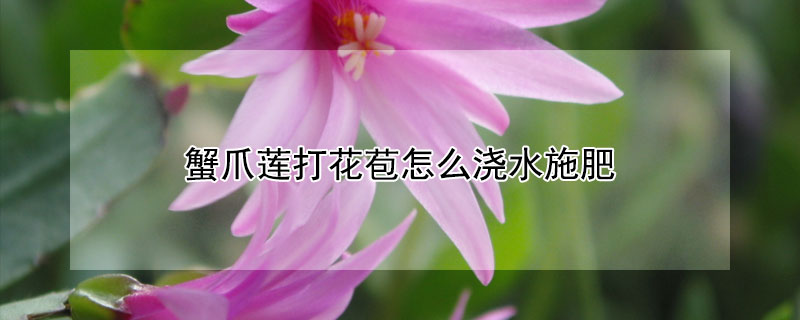 蟹爪莲打花苞怎么浇水施肥