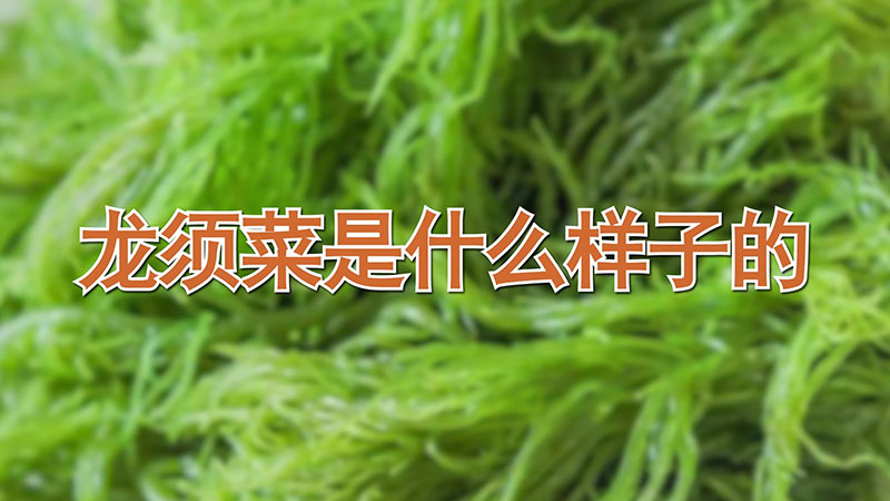 龙须菜是什么样子的