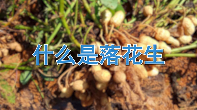 什么是落花生 发财农业网