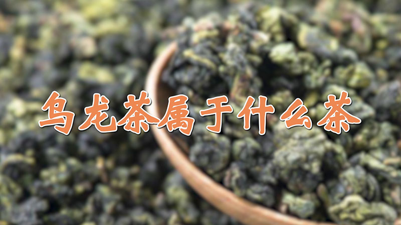 乌龙茶属于什么茶