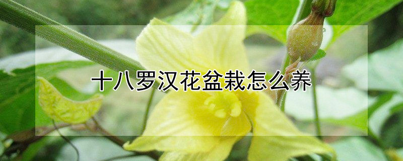 十八罗汉花盆栽怎么养