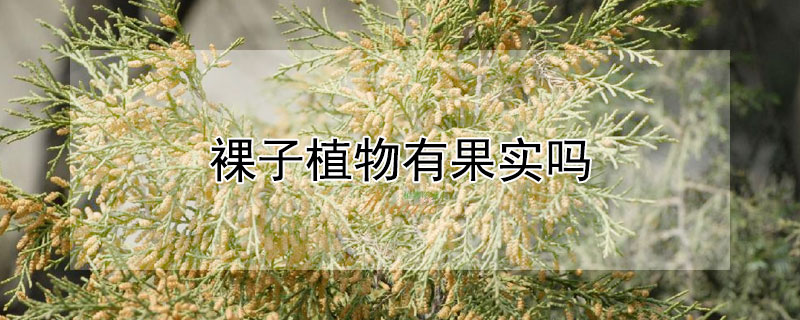 裸子植物有果实吗