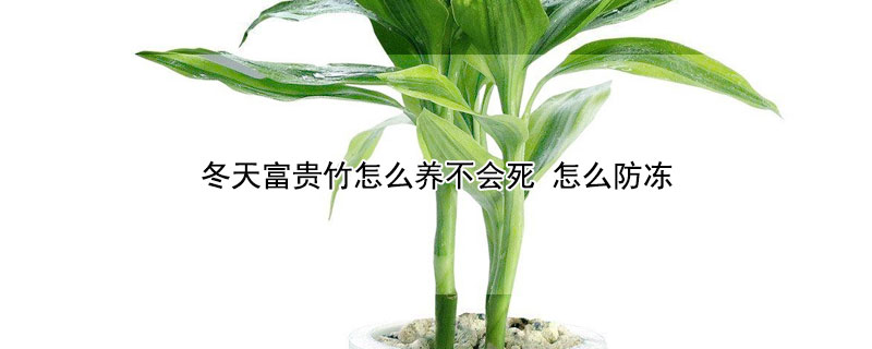 冬天富貴竹怎么養(yǎng)不會(huì)死 怎么防凍