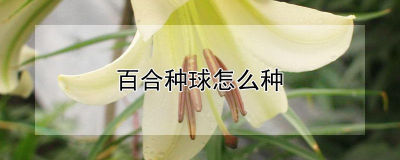 百合种球怎么种