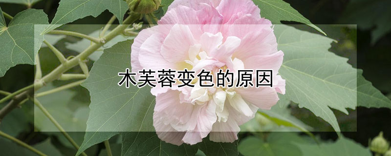 木芙蓉变色的原因