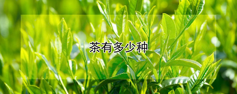 茶有多少种