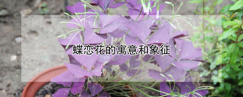 蝶恋花的寓意和象征