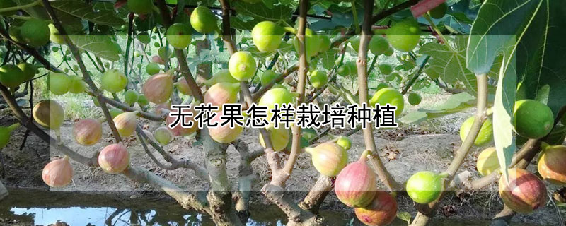 无花果怎样栽培种植