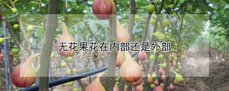 无花果花在内部还是外部