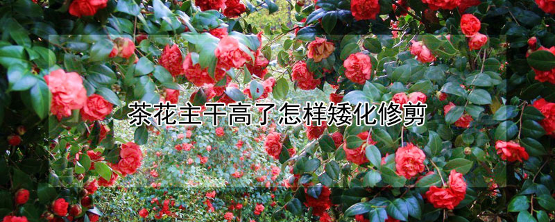 茶花主干高了怎样矮化修剪