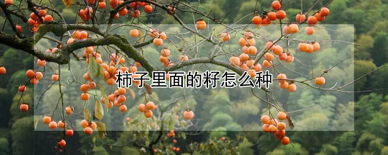 柿子里面的籽怎么种