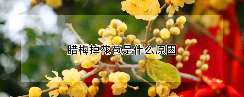 腊梅掉花苞是什么原因