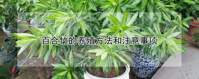 百合竹的养殖方法和注意事项