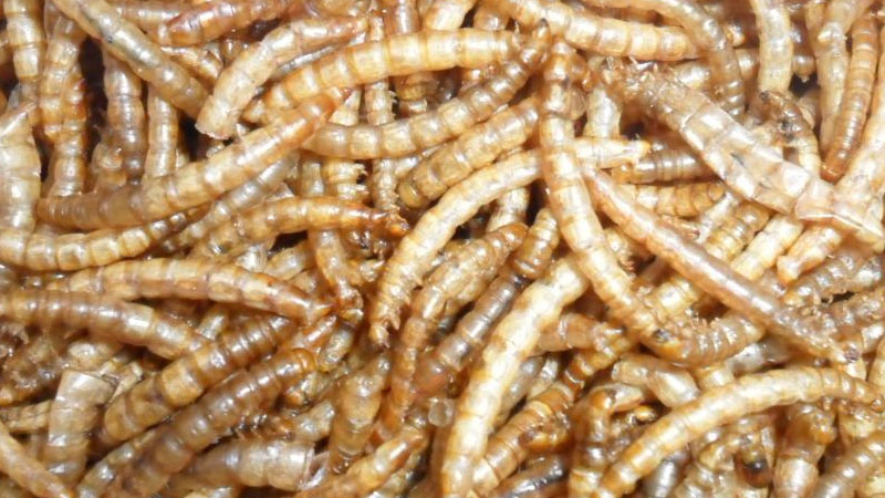 养殖名贵药材虫 药用价值高的虫子