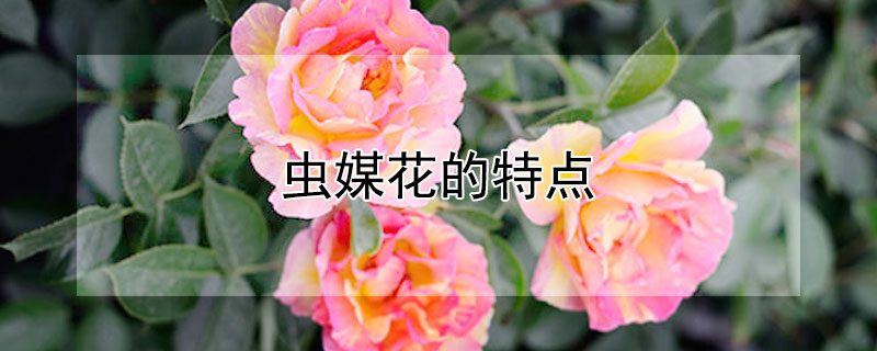 虫媒花的特点