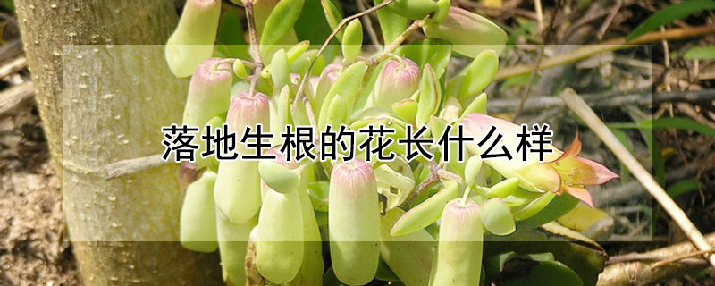 落地生根的花长什么样