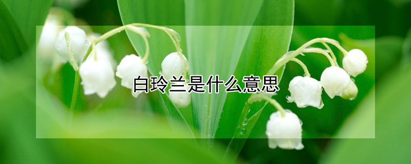 白玲兰是什么意思