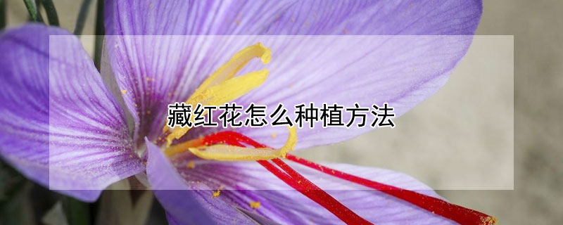 藏红花怎么种植方法