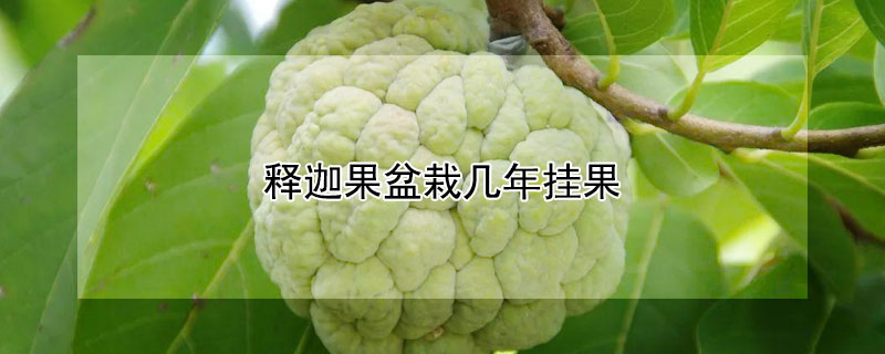 释迦果盆栽几年挂果