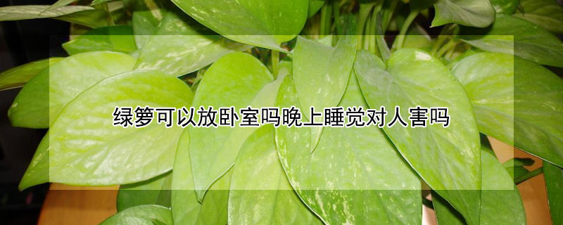 绿箩可以放卧室吗晚上睡觉对人害吗