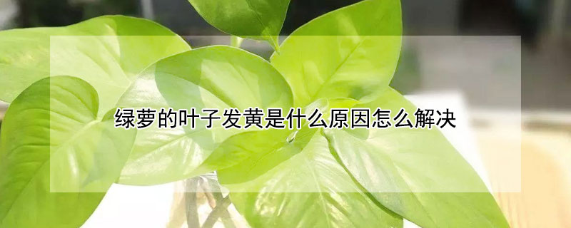 绿萝的叶子发黄是什么原因怎么解决