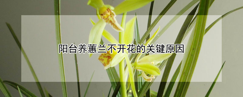阳台养蕙兰不开花的关键原因