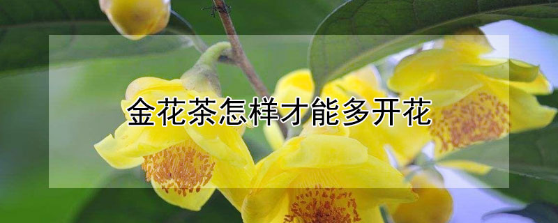 金花茶怎样才能多开花