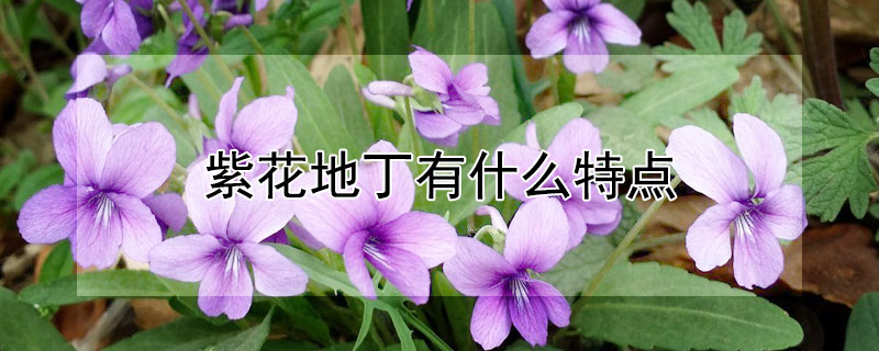 紫花地丁有什么特点