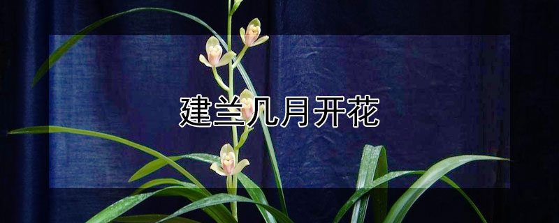 建兰几月开花