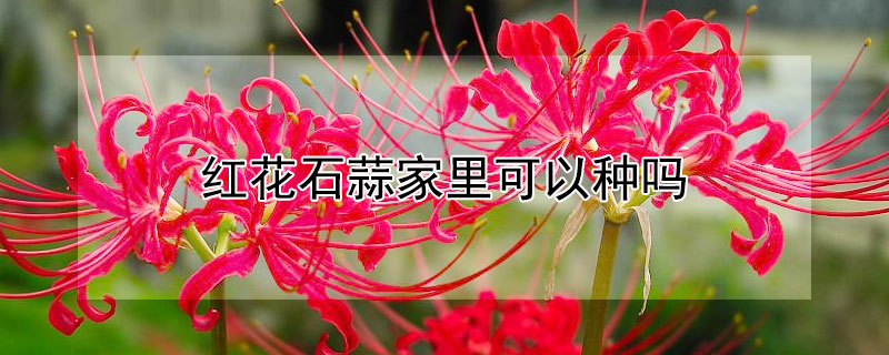 红花石蒜家里可以种吗