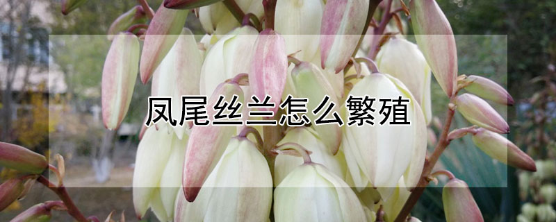 凤尾丝兰怎么繁殖