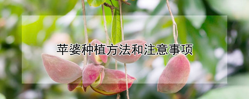 苹婆种植方法和注意事项