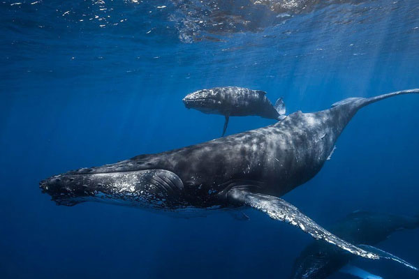 海洋生物有哪些种类