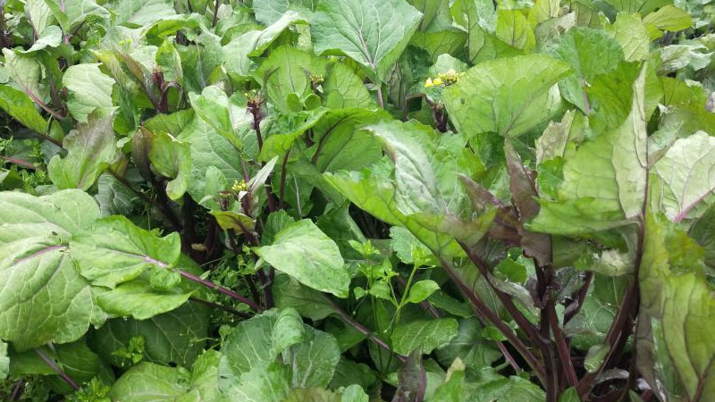 红菜苔的栽培技术 发财农业网