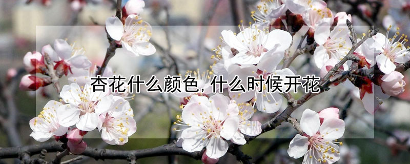 杏花什么颜色,什么时候开花