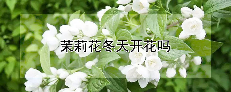 茉莉花冬天开花吗