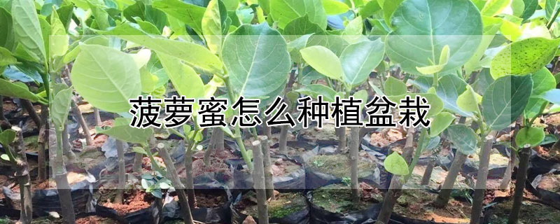 菠萝蜜怎么种植盆栽