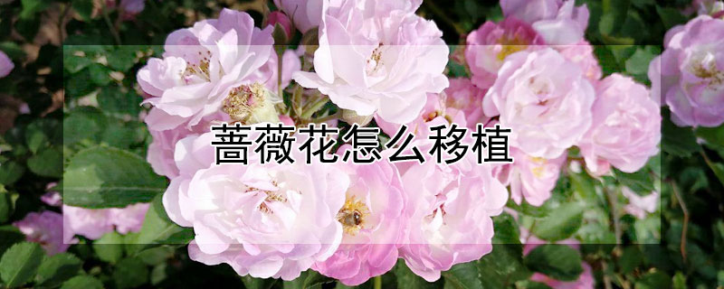 蔷薇花怎么移植