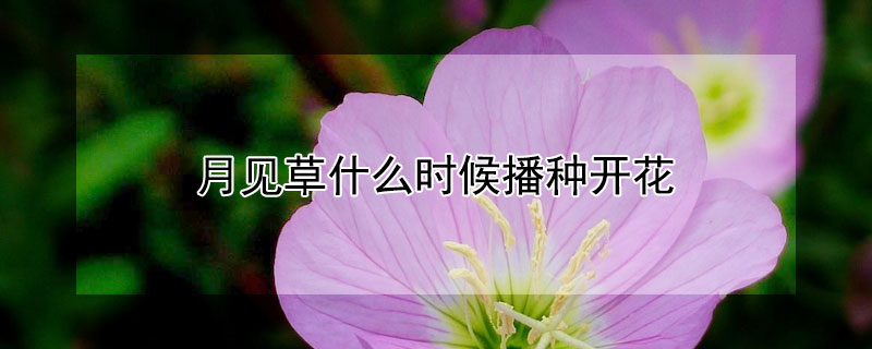 月见草什么时候播种开花