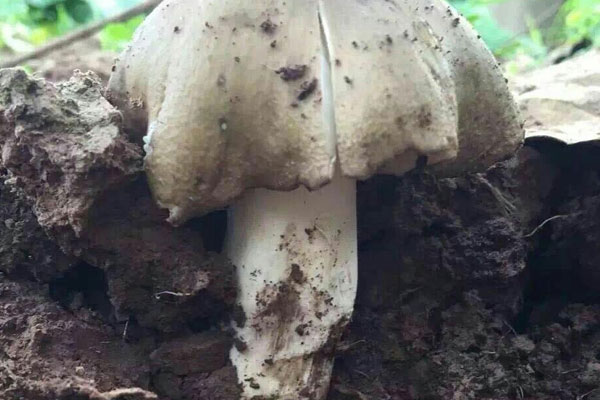 鸡枞菌人工栽培技术步骤