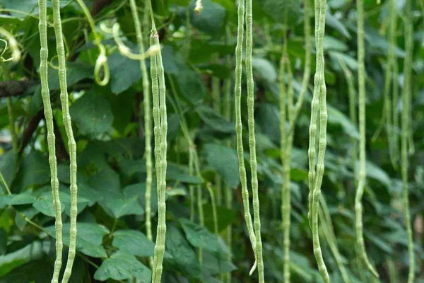 豇豆什么季节种植