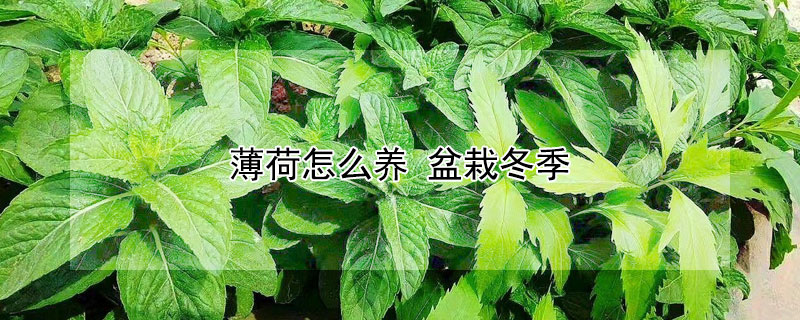 薄荷怎么养 盆栽冬季