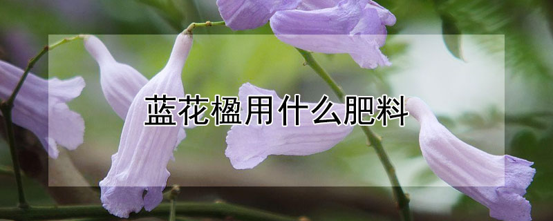 蓝花楹用什么肥料