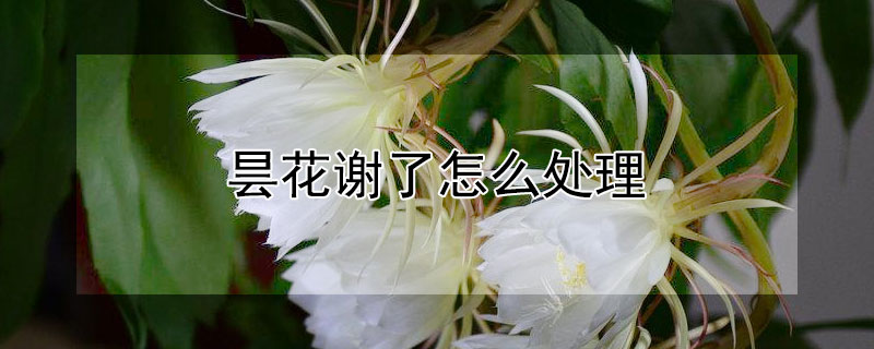 昙花谢了怎么处理