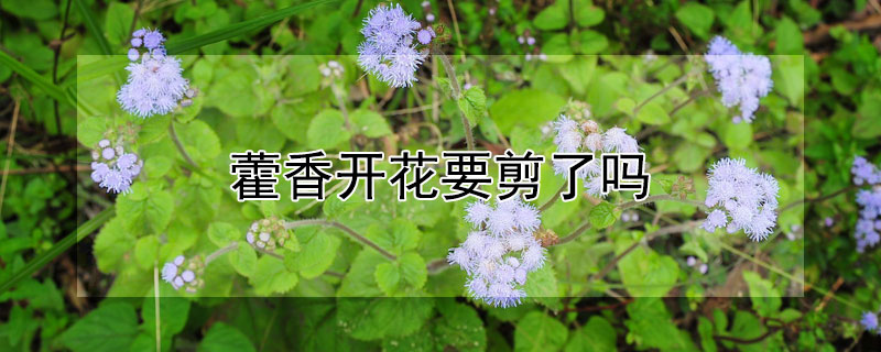 藿香开花要剪了吗